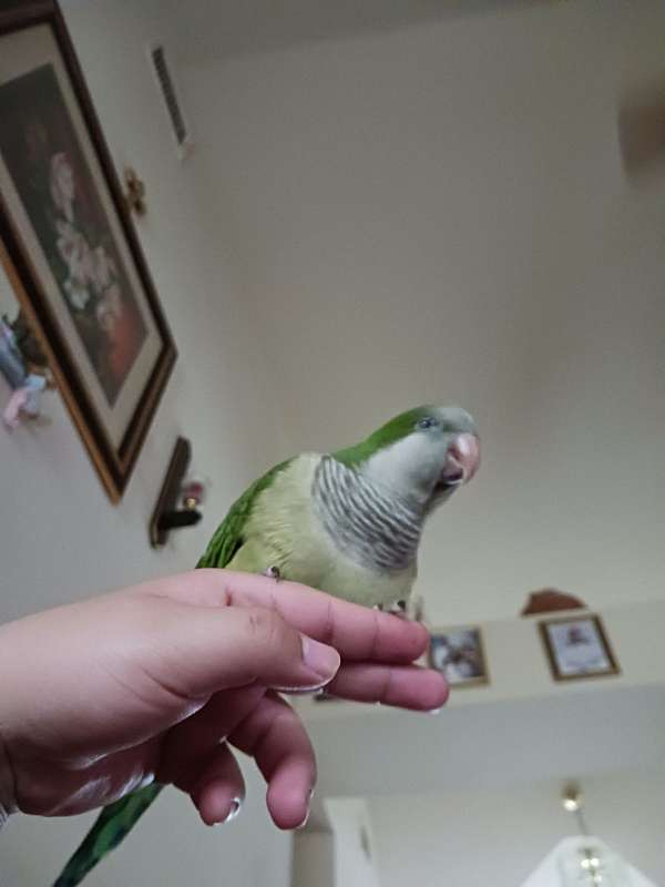 quaker-parrots-for-sale