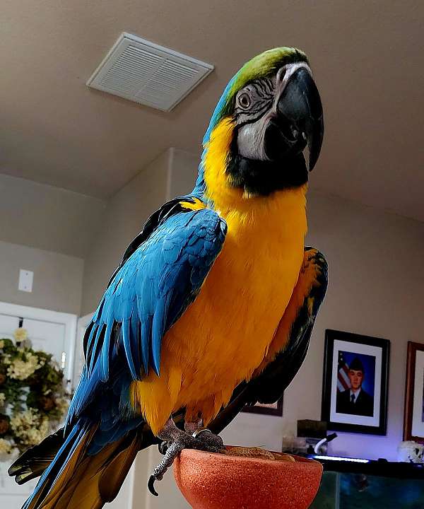 blue-gold-macaw-for-sale-in-virginia-beach-va