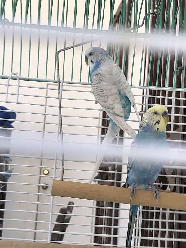 budgerigar-parakeet-for-sale-in-gilbert-az