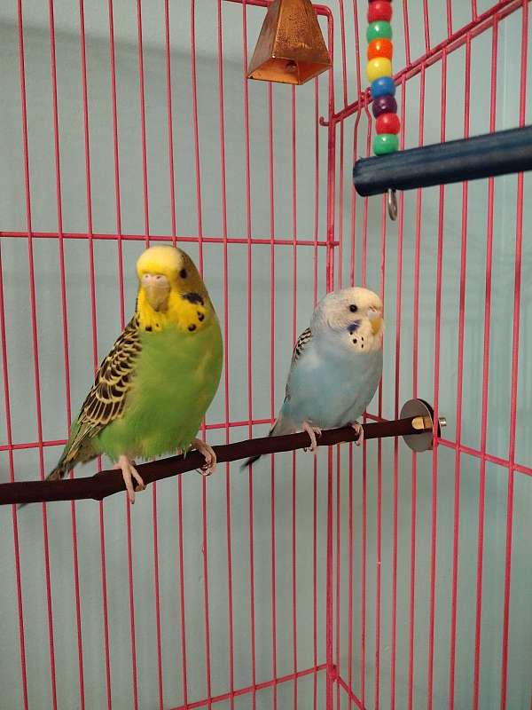 parakeet-for-sale