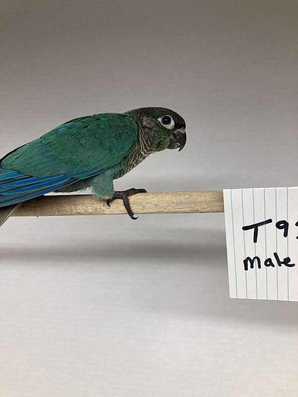blue-cobalt-tame-bird-for-sale