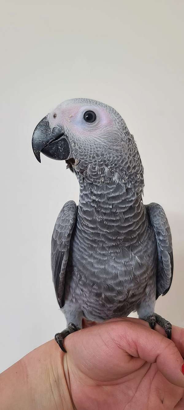 african-grey-parrot-for-sale