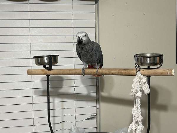 aggressive-tame-african-grey-parrot-for-sale
