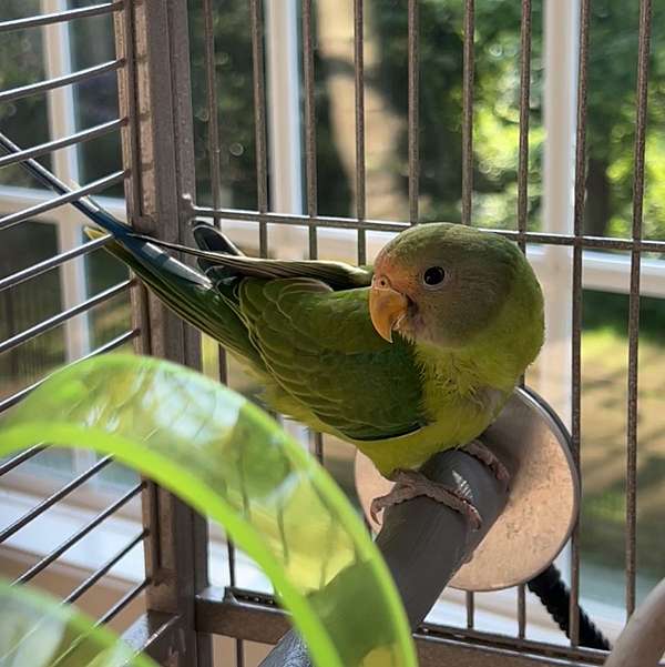 male-plum-head-parakeet-for-sale