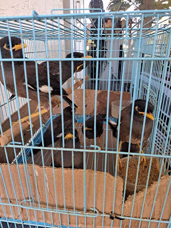 mynah-for-sale-in-charlotte-nc