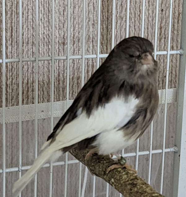 female-gloster-canary-for-sale