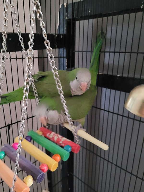 parrot-for-sale-in-sugarland-tx