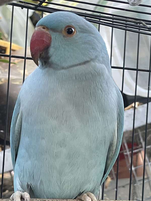 blue-green-playful-singing-bird-for-sale