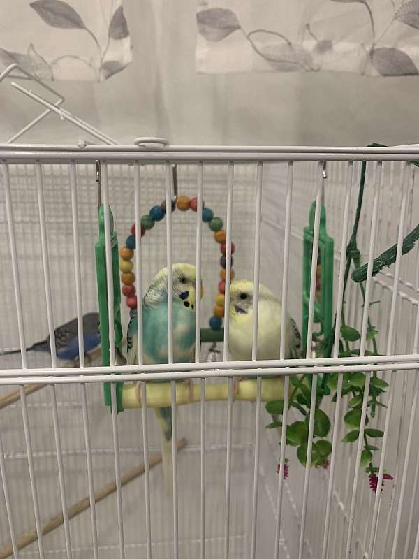 parakeet-for-sale