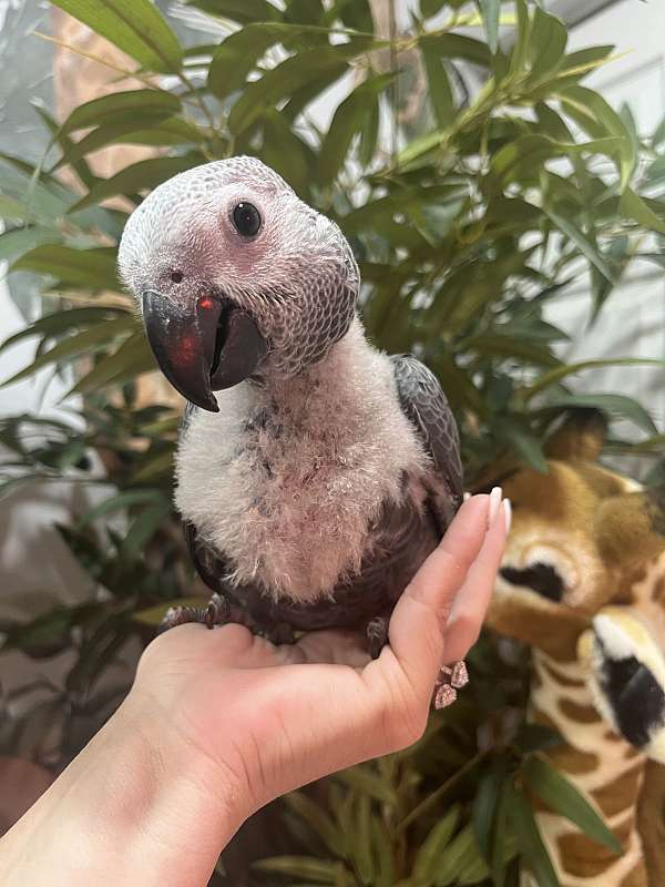 macaw-for-sale