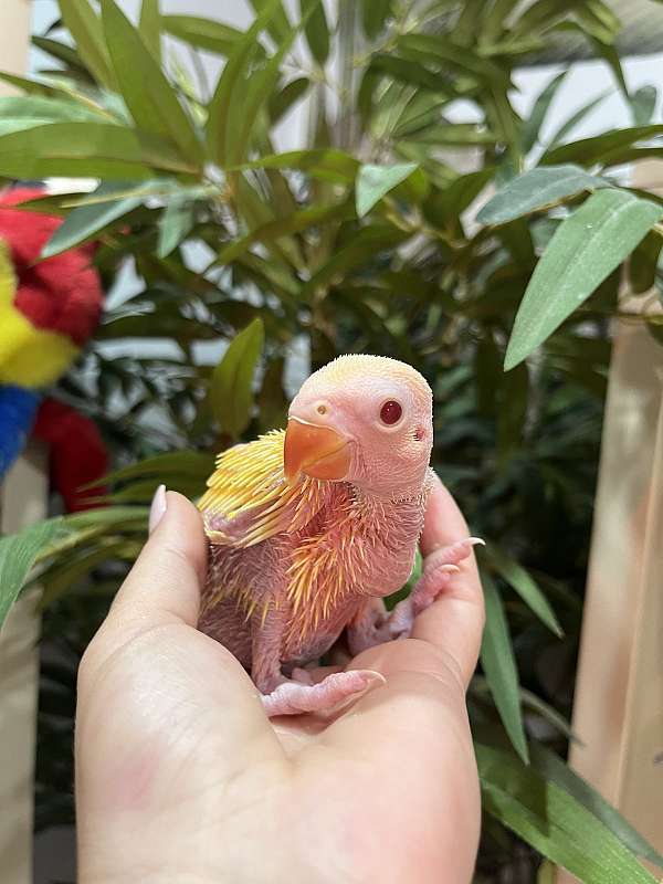 gold-macaw-for-sale