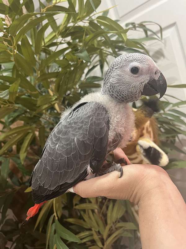 blue-macaw-for-sale