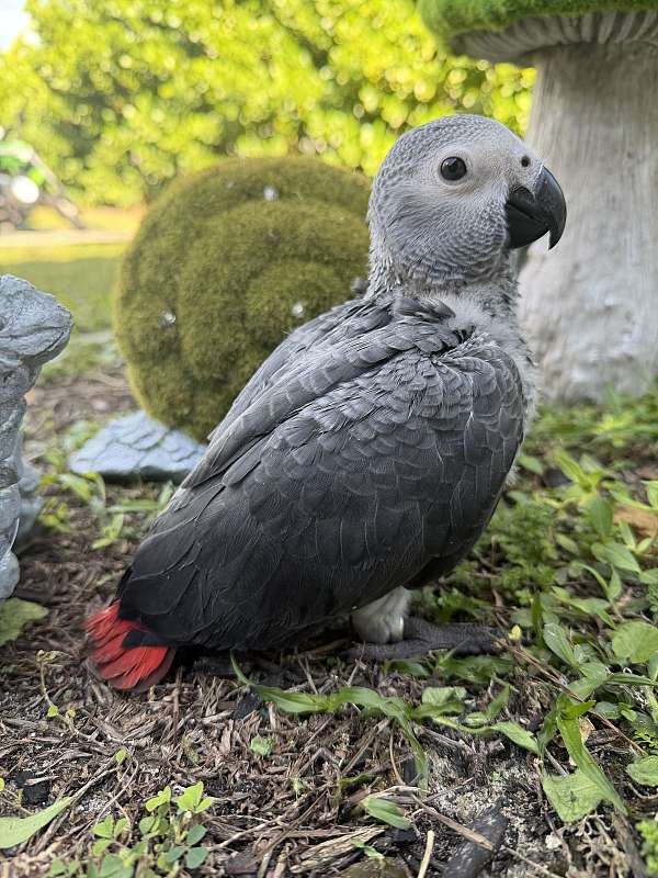 green-macaw-for-sale