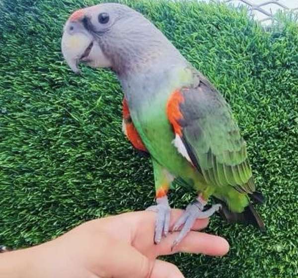 grey-macaw-for-sale