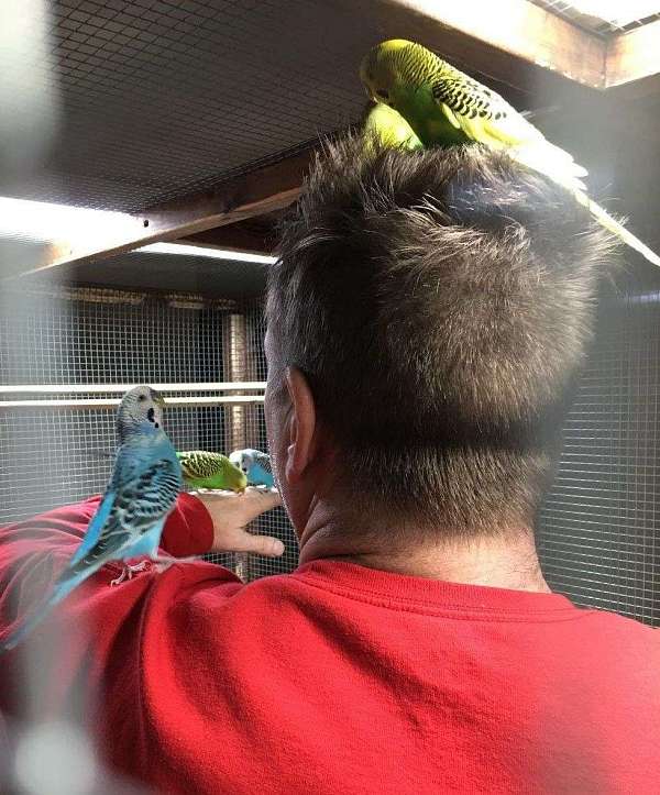 budgerigar-parakeet-for-sale-in-kansas-city-area-mo