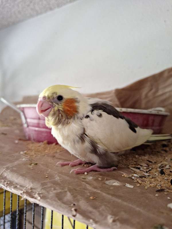 cockatiel-for-sale-in-lakeside-ca