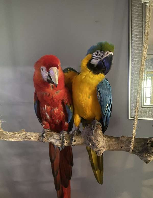 macaw-for-sale-in-middletown-oh