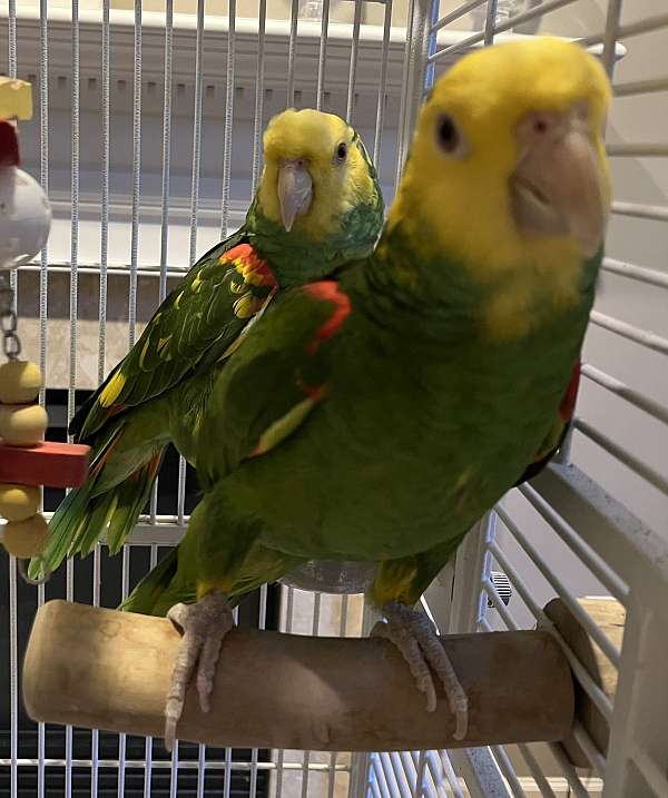 double-yellow-head-amazon-parrot-for-sale-in-gainesville-va