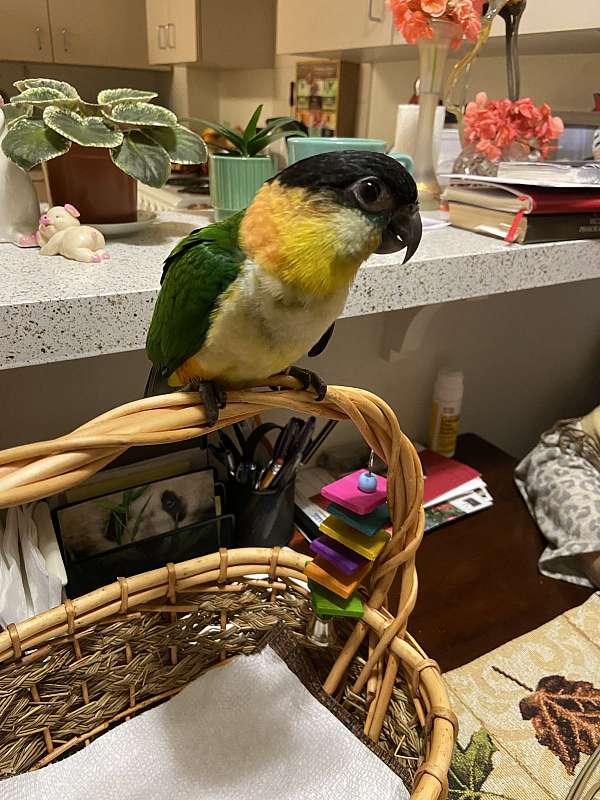 caique-black-headed-caique-for-sale-in-california