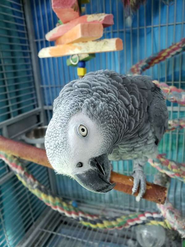 african-grey-parrot-for-sale-in-altoona-pa