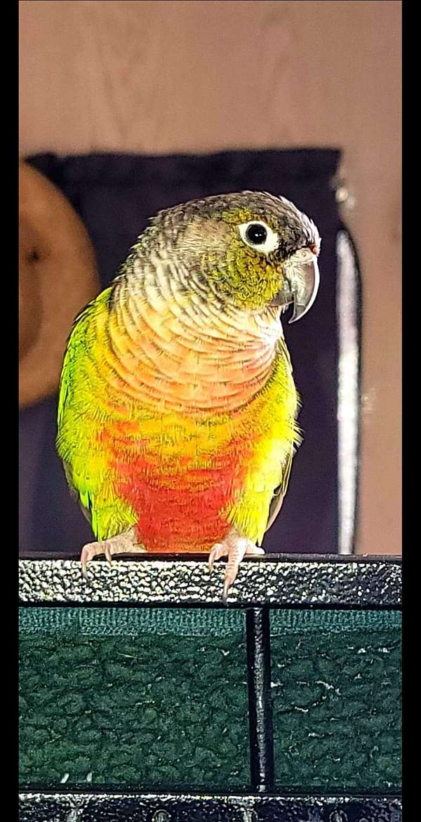 green-cheek-conure-for-sale