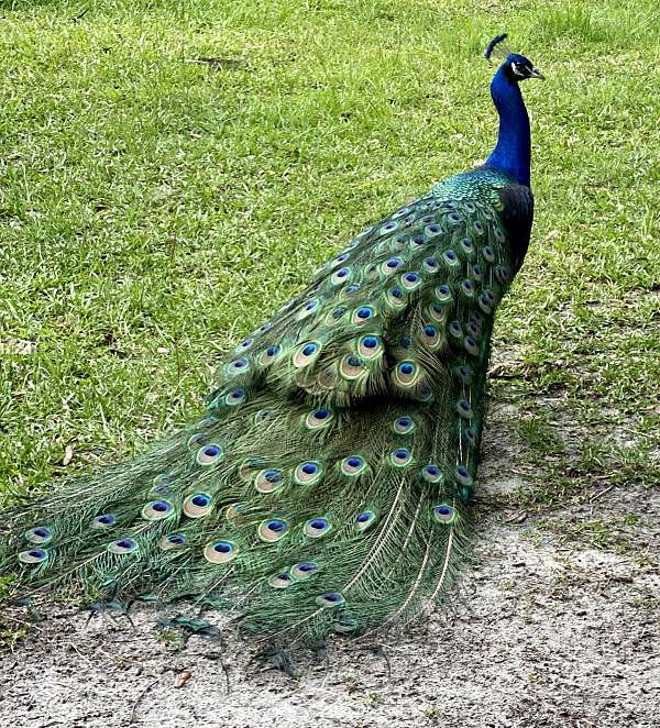 peacock-for-sale-in-ocala-fl