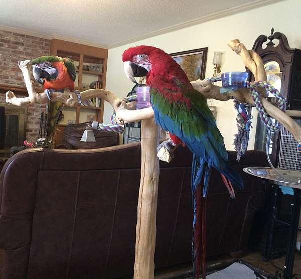 green-wing-macaw-for-sale-in-prosperity-sc