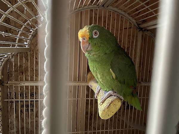 panama-amazon-parrot-for-sale-in-prosperity-sc