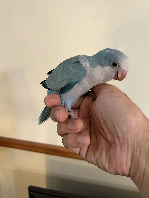 blue-opaline-bird-for-sale-in-columbia-md