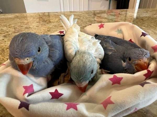 handfed-talking-bird-for-sale-in-richmond-tx