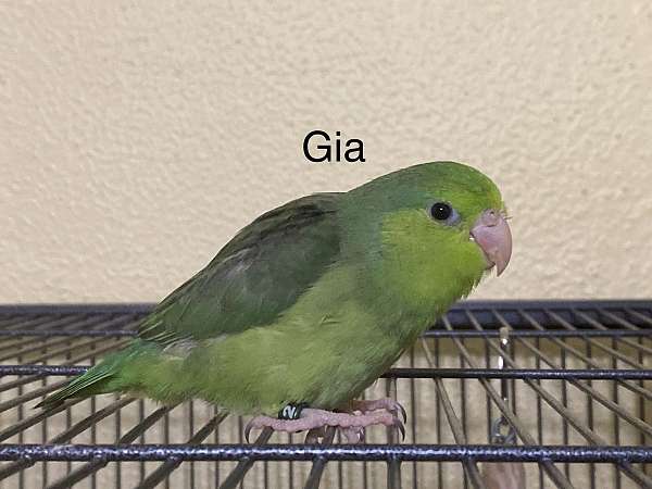 blue-green-bird-for-sale-in-katy-tx