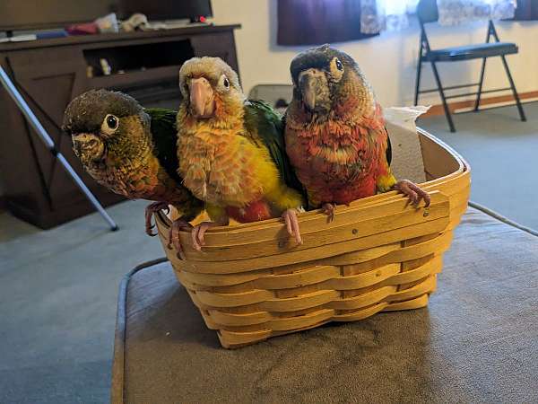 green-cheek-conure-for-sale-in-south-williamsport-pa