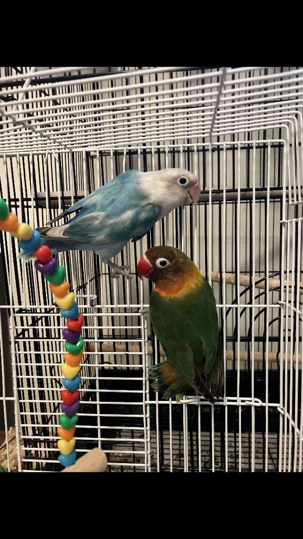 lovebird-for-sale-in-west-haven-ct