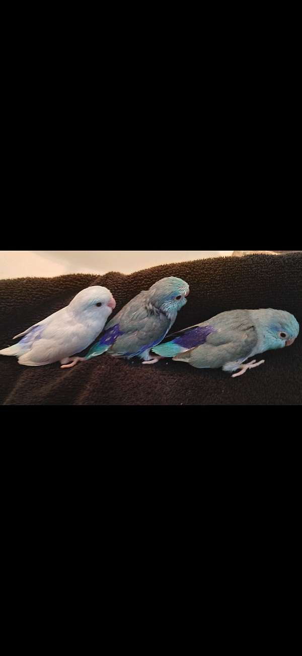 blue-pied-bird-for-sale-in-metairie-la