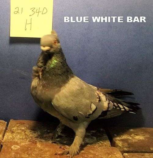 pigeon-for-sale