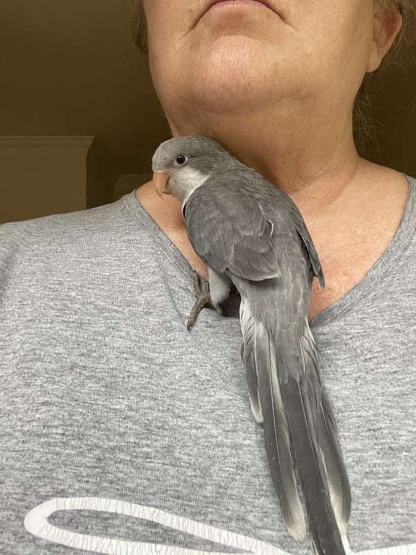 grey-opaline-bird-for-sale-in-graham-nc
