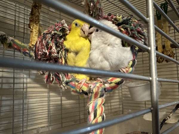 white-yellow-bird-for-sale-in-concord-nc