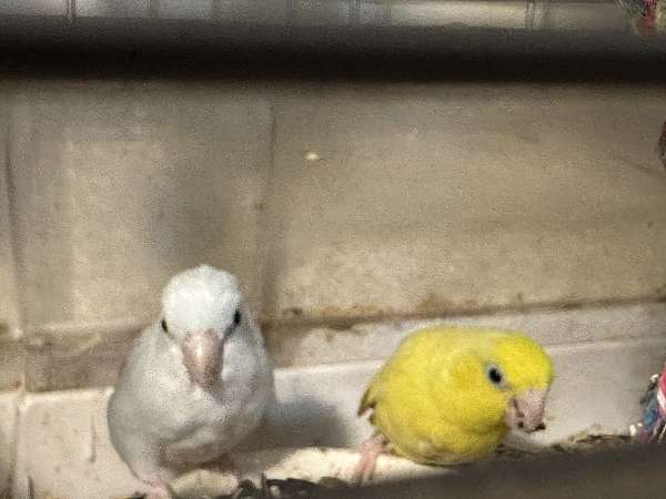 white-yellow-bird-eggs