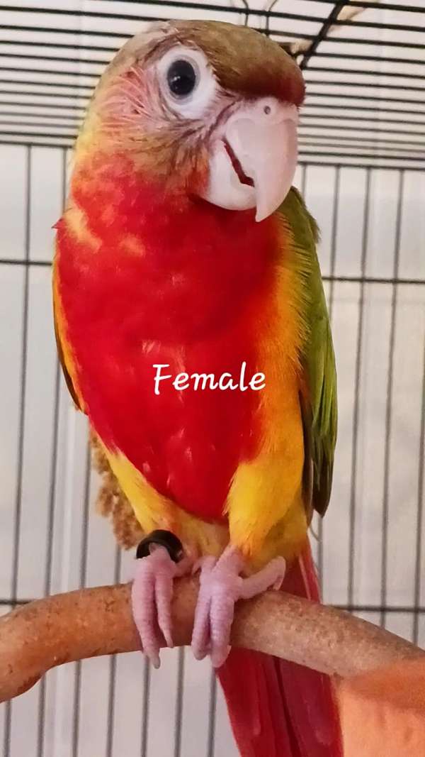 fancy-bird-for-sale-in-concord-ca
