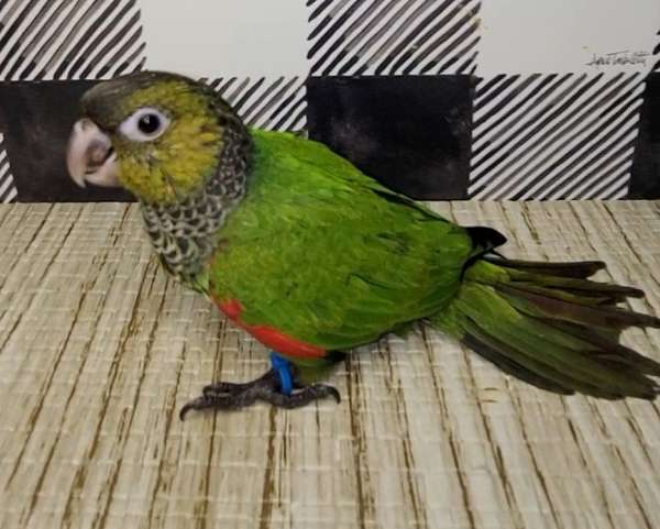 black-capped-conure-for-sale-in-dade-city-fl