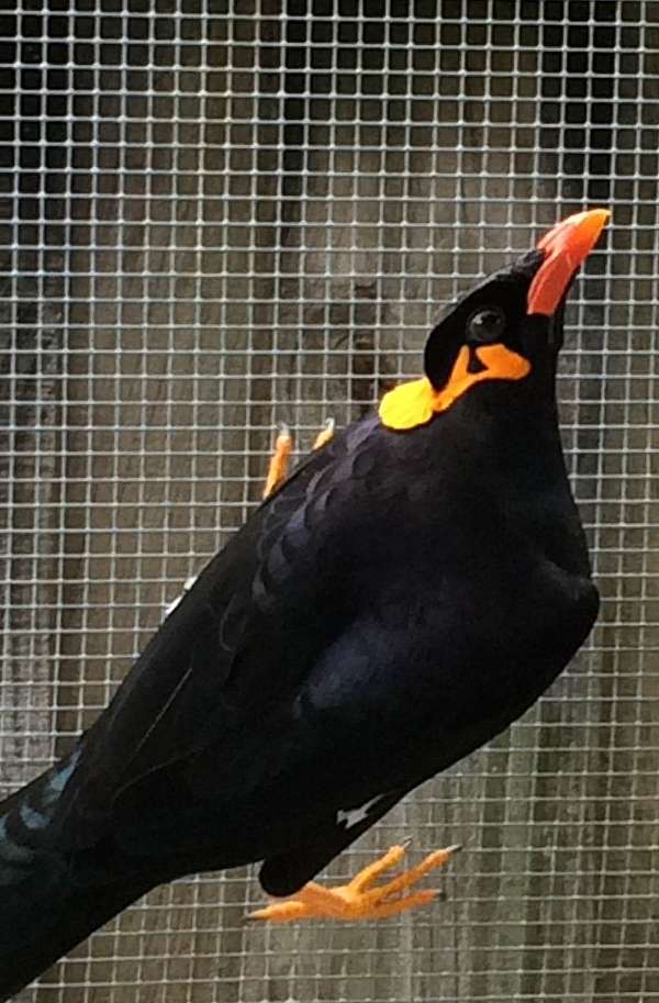 mynah-parrot-for-sale-in-charlotte-nc