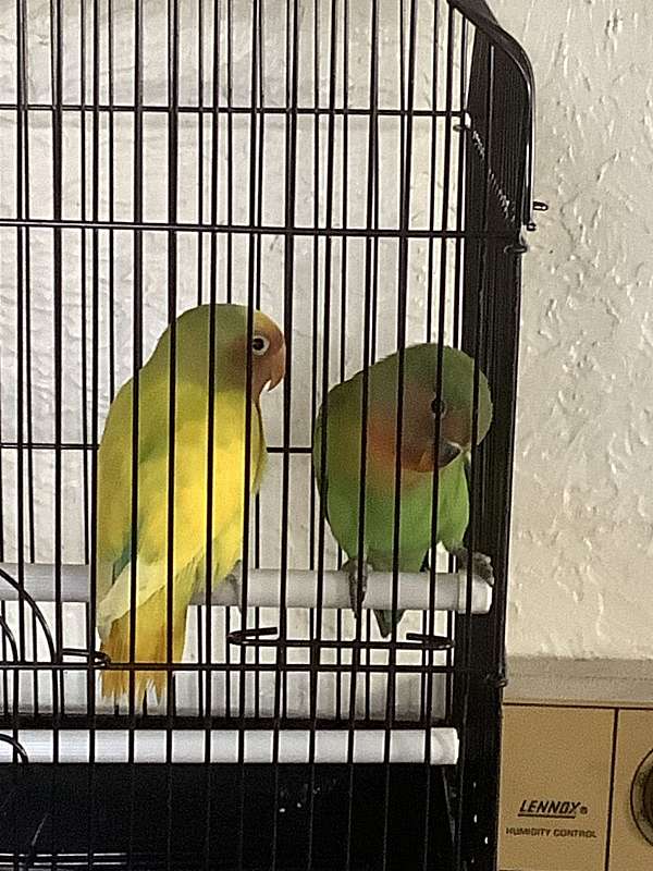 green-yellow-bird-for-sale-in-indianola-ia