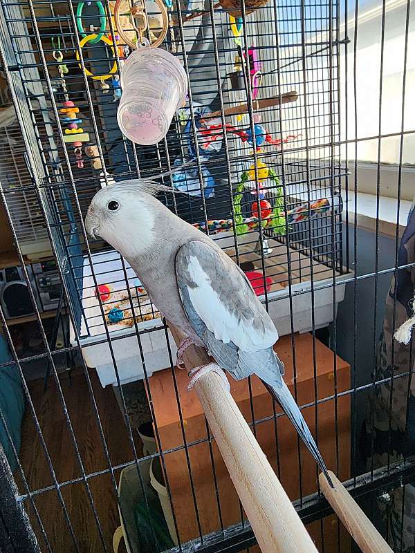 cockatiel-for-sale-in-moses-lake-wa