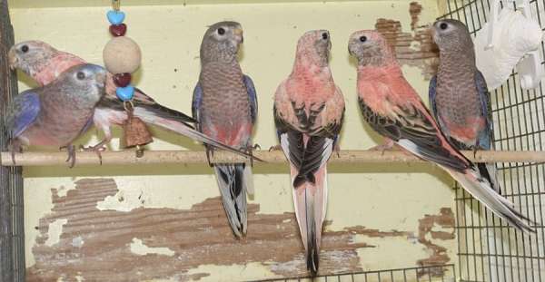 bourke-parakeet-for-sale-in-sunnyvale-ca