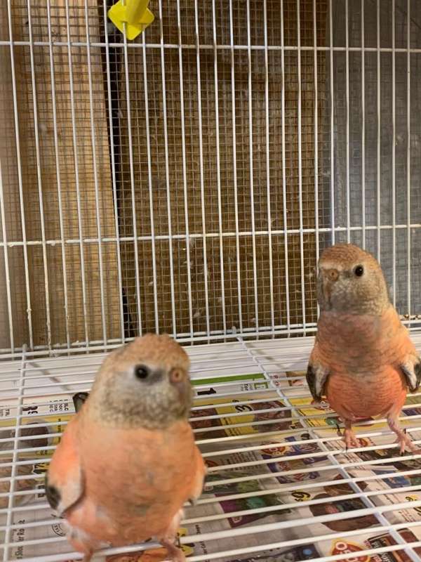 Rosy Bourke for sale