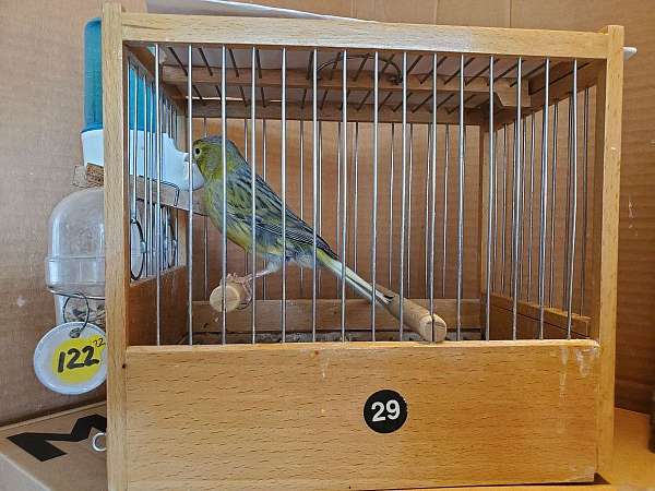 spanish-timbrado-canary-for-sale