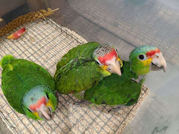 amazon-parrot-for-sale