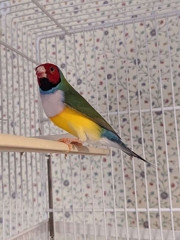 lady-gouldian-finch-for-sale-in-fall-river-ma