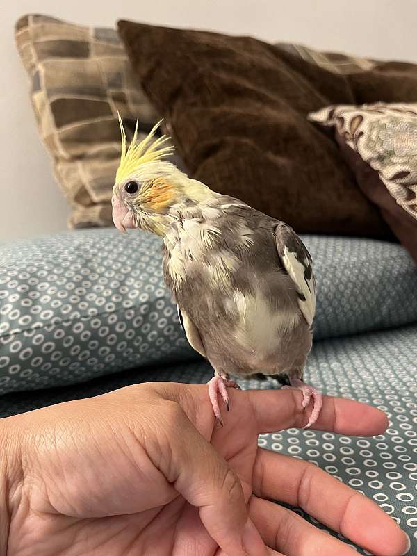 cockatiel-for-sale-in-south-gate-ca