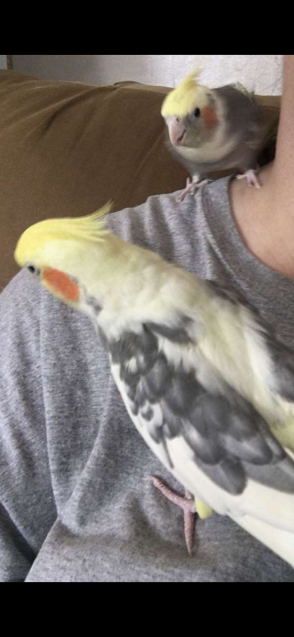 cockatiel-for-sale